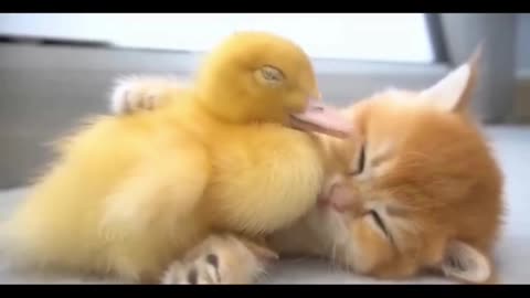 Cat and Duck