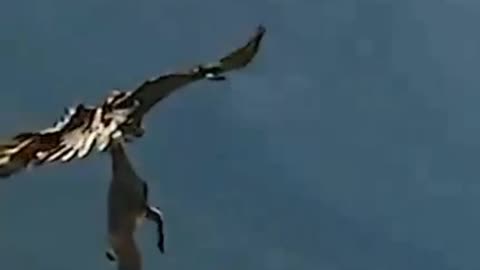 Eagle catches animals 2025🐵🐔🐶🐷🦅