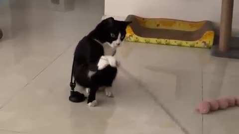 Cats