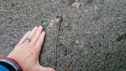 Giant Worm Vancouver Island Life Walking to the Bus Stop