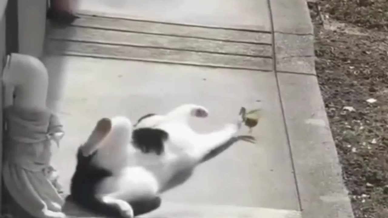 Instagram viral reels ✨✅ funny cat videos😂🐱