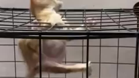 Amazing cat 🐈‍⬛ trending video