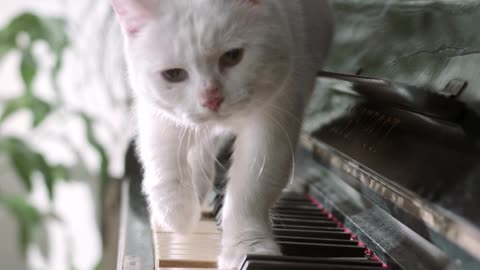 cat walking on piano
