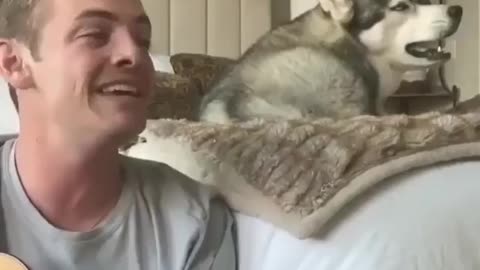 Funniest Siberian Husky Dog Videos 😁😇 Best Funny Animal Videos 2022 😺 Funny Dog Videos 2022 😁