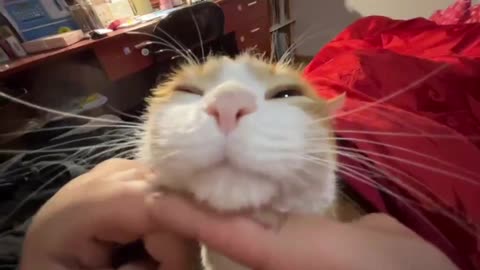 Massage for cats