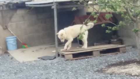 Korean country dog barking for his bone.