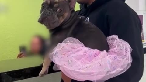 Guy takes dog for "gender transition," absolute hilarity ensues