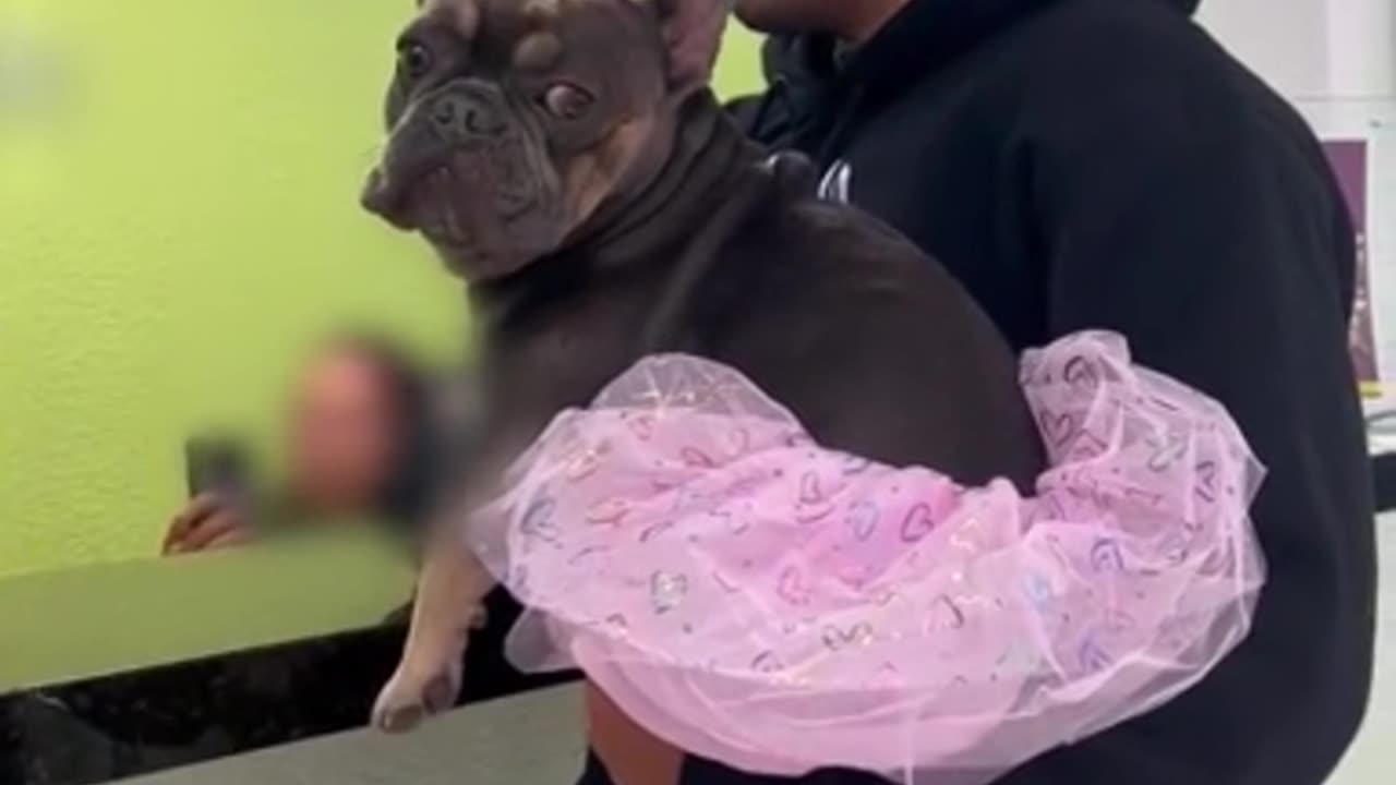 Guy takes dog for "gender transition," absolute hilarity ensues