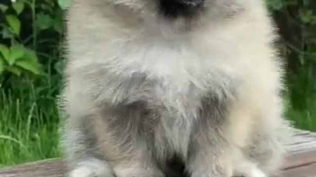Cutest and funniest puppies short video _ #shorts _ Cutest puppies clip