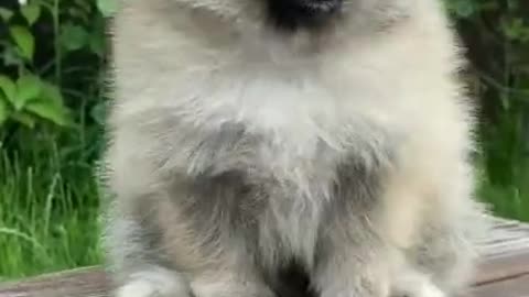 Cutest and funniest puppies short video _ #shorts _ Cutest puppies clip