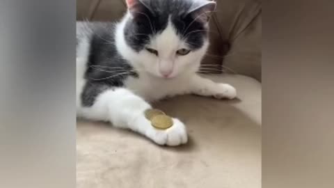 Cat funny video moments in the evening 😂😂😂😂😂😂