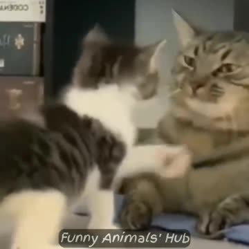 Funny videos 🤣 🐶 😂 🤣 🤣