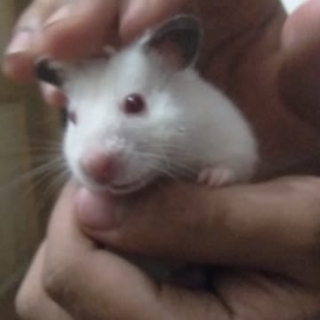Cutest hamster ever [twighty]