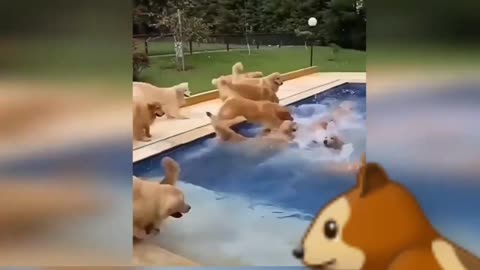Funny animals - Funny / dogs - Funny animal videos , Funny animals! animals AWW - Subscribe