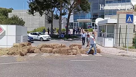 Habeas Corpus largou fardos de Palha à Sociedade Irmãos Costa/Sic