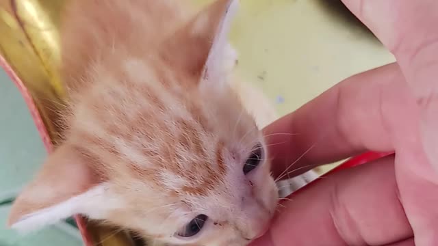 3 Cute Little Cats