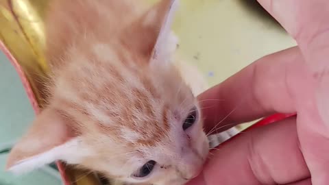 3 Cute Little Cats