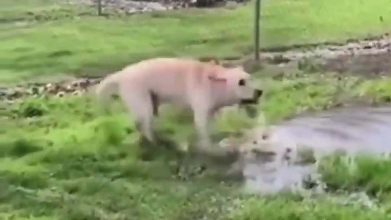 Dog Just Splashing And Having Fun Bank 1 Creative Common Videos #shorts