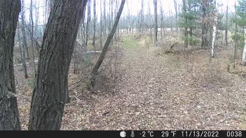 Wisconsin white tail