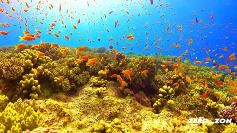 Underwater Beauty♥️