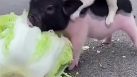 Cute dog videos