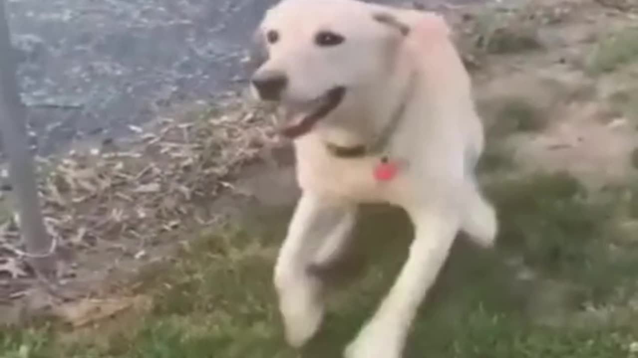 Top Hilarious Dog Moments: Funny Dogs Video Compilation