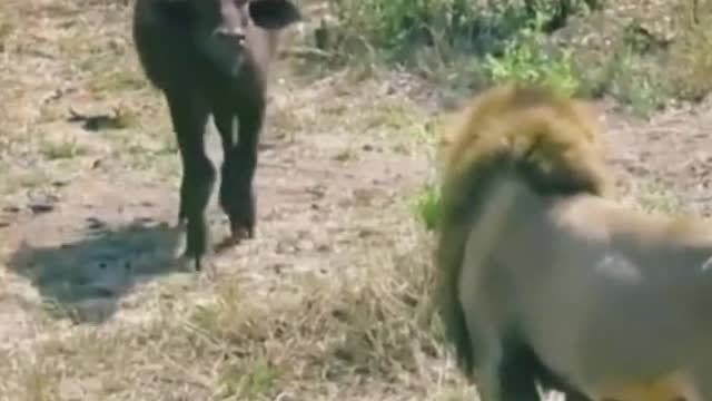 Wild animals? Thank you for attention