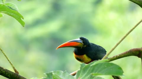 Bright coloured down curved beak hornbill..🐧