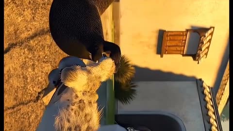 Kung Fu Panda 🔥 Follow me for more #kungfupanda #dragonwarrior #movie #edit #fyp #fypシ #viral #parati