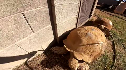 Feeding ALL My Tortoises! - Daily Routine-13