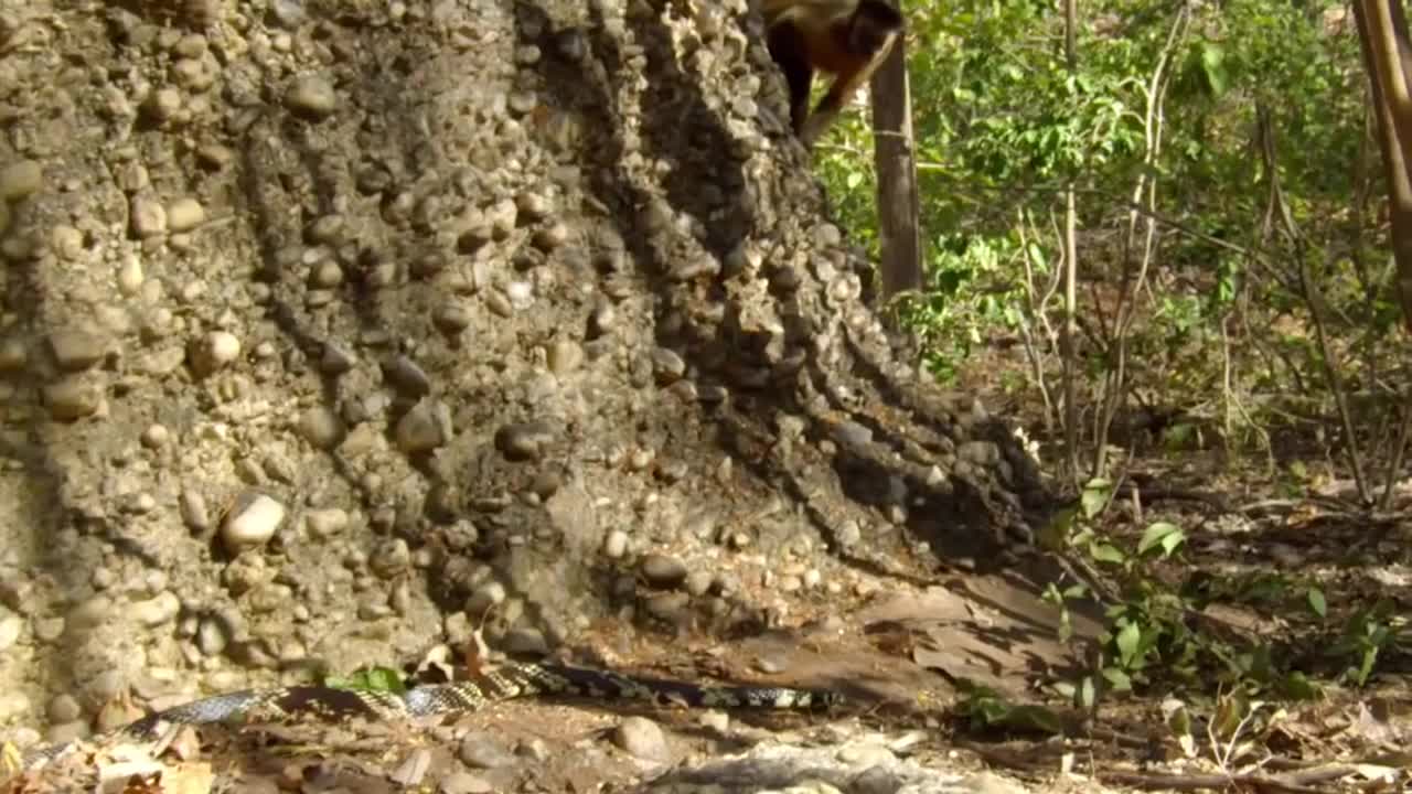 Amazingly Intelligent Monkeys Save Rodent Mouse From Snake Hunting | Prey Escapes Predato-8