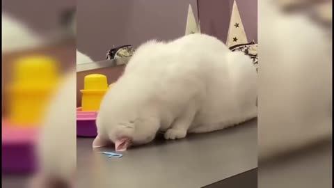 Funny animal freak outs