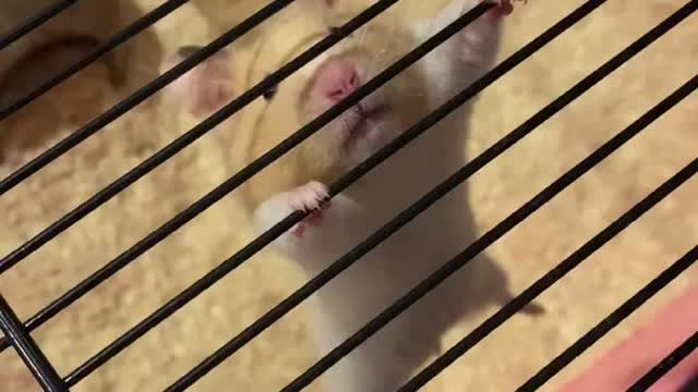 Animal collection. Hamsters doing exercise