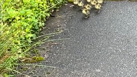 Animals cutest moments caught on camera
