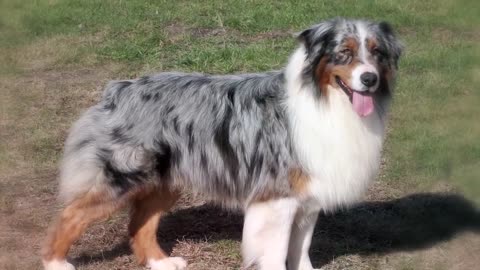 These Are 10 Truly American Dog Breeds