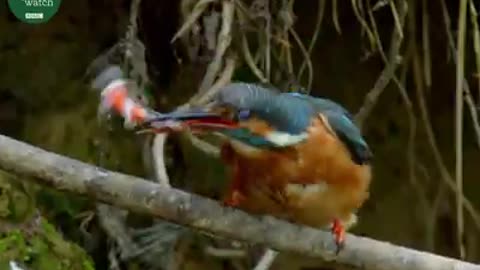 'What if Animals Sang Like Humans?'
