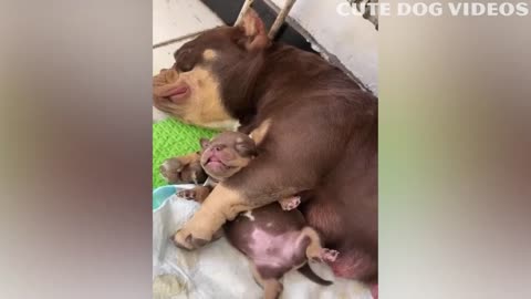 FUNNY ANIMAL VIDEOS