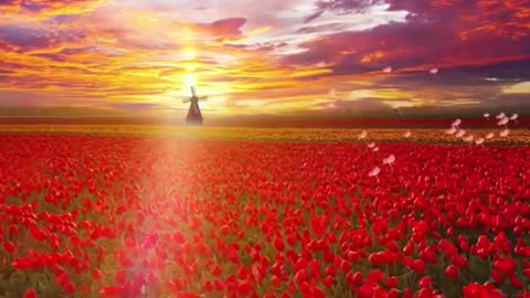Relaxing Music 24/7, Sleep Music, Stress Relief Music, Spa, Meditation, Yoga, Zen, Sleeping Music🔴