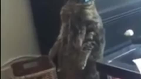 Cats # Dogs # Shorts 🐯🐶💕