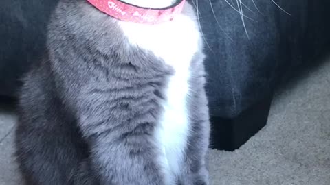 cat level up