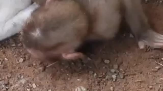 Cute dog try to rescue her friend || heart touching video