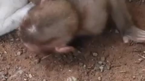 Cute dog try to rescue her friend || heart touching video