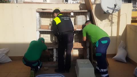 221116 #PolicíaLocalMálaga #GRUPRONA #CentroZoosanitario - Desmantelado Criadero de #Gallos de Pelea