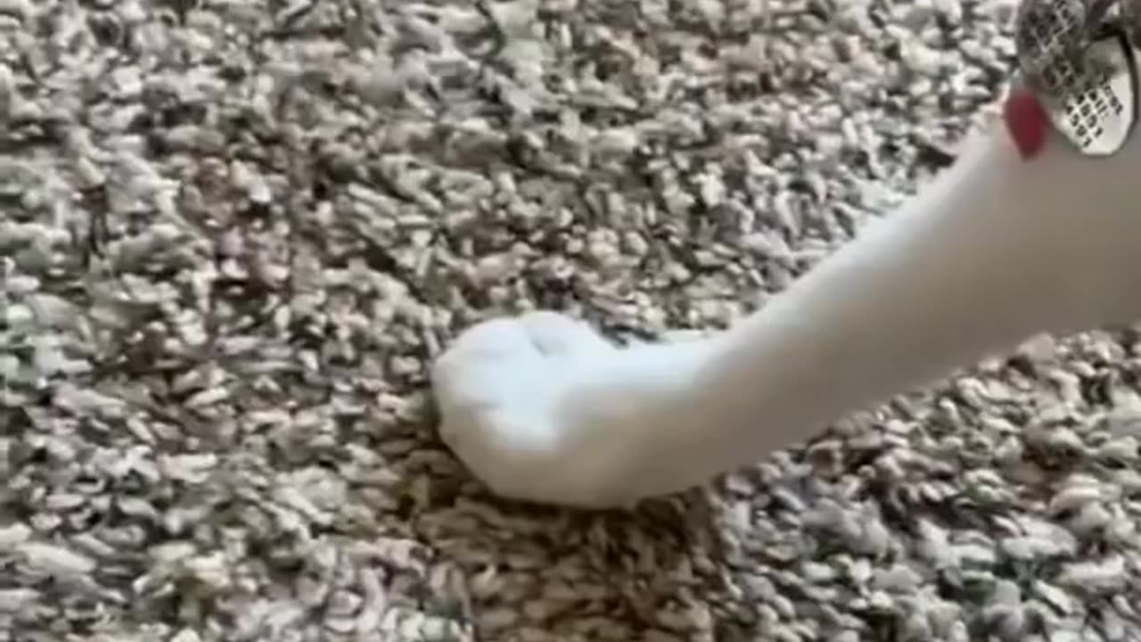 animals funny video
