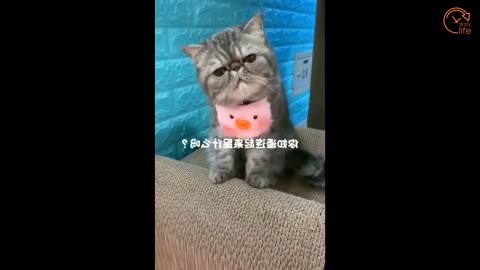 Funny animals compilation - Funny cats & Dogs - cats are so cute
