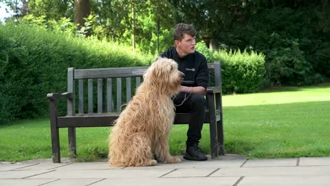 Dog Reactivity Training #4 | How to Train a Reactive Dog - Professional Dog Training Advice