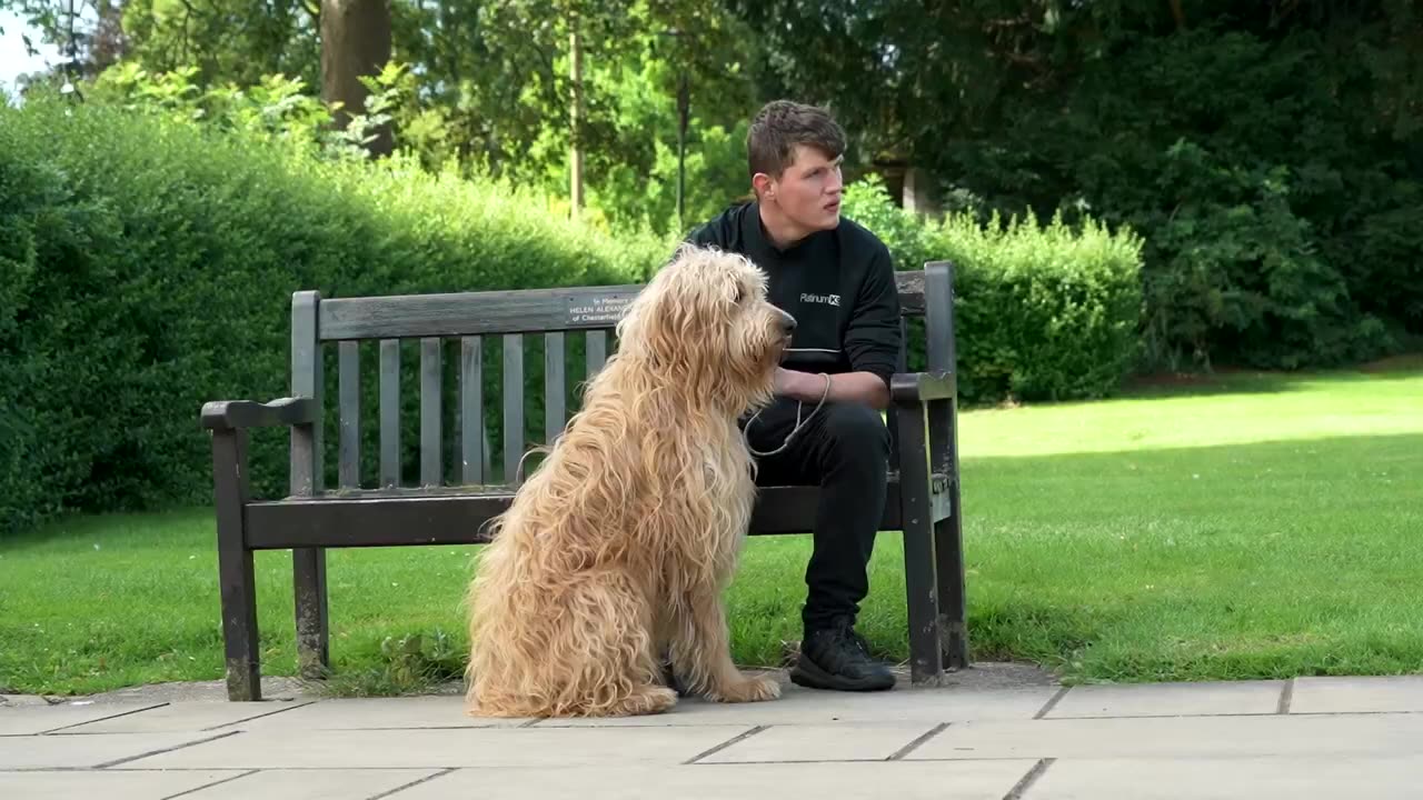 Dog Reactivity Training #4 | How to Train a Reactive Dog - Professional Dog Training Advice