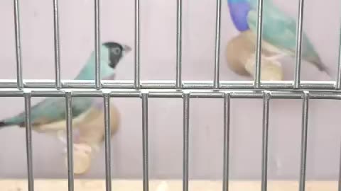Blue Gouldian pair