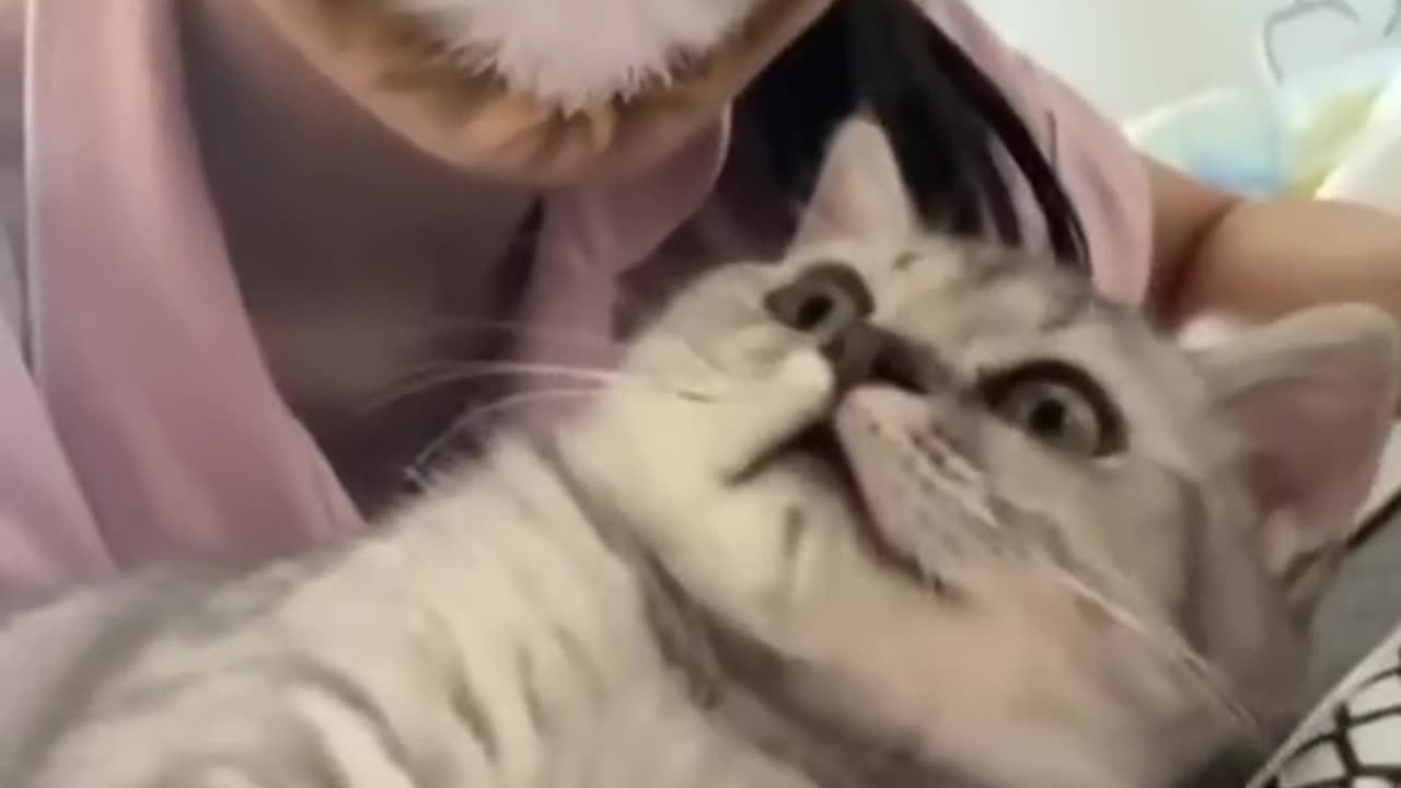 Cat and dog