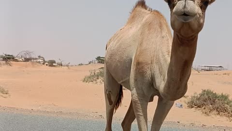 Camel attack
